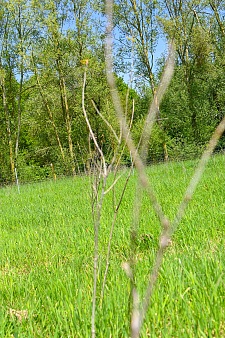 Für den Klimawald wurden insgesamt 11.520 Laubbäume norddeutscher Herkunft und 960 Strauchpflanzen, die für Waldränder typisch sind, als Forstware gepflanzt. Foto: Umweltressort