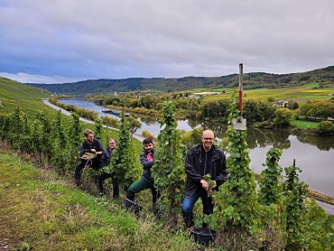 Weinlese an der Mosel (von links): Ratskellermeister Frederik Janus, Dennis Arndt und Mehmet Ün vom Bremer Martinshof, Bürgermeister Andreas Bovenschulte . Foto: Senatspressestelle