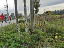 Am Mäuseturm in der Bremer Überseestadt blüht es noch im Oktober bunt. Foto: Umweltressort